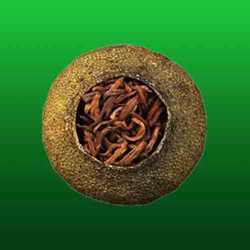 Xinhui Tangerine Black Tea