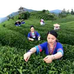 Ancient Tea Gardens of Yunnan