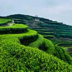 Pristine Fuding Tea Mountains