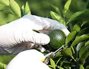 Raw Material Selection